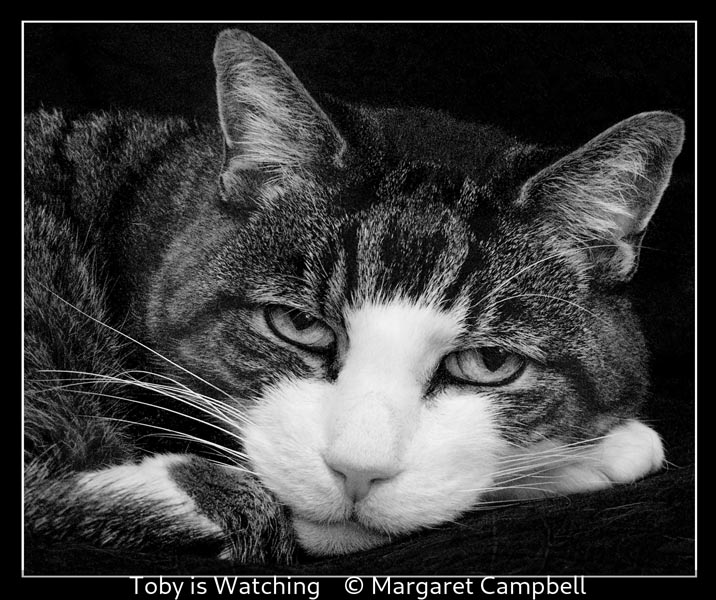 04 Margaret Campbell_Toby is Watching