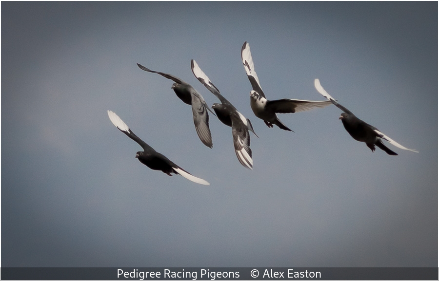 Alex Easton_Pedigree Racing Pigeons