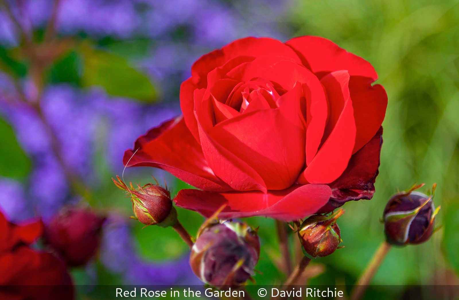 David Ritchie_Red Rose in the Garden