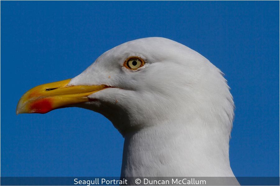 Duncan McCallum_Seagull Portrait_1