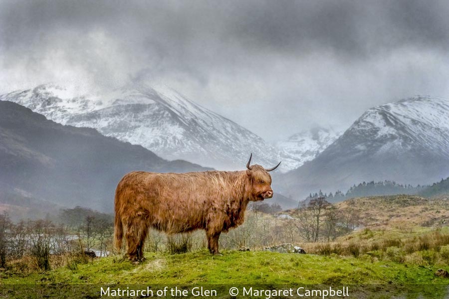 Margaret Campbell_Matriarch of the Glen