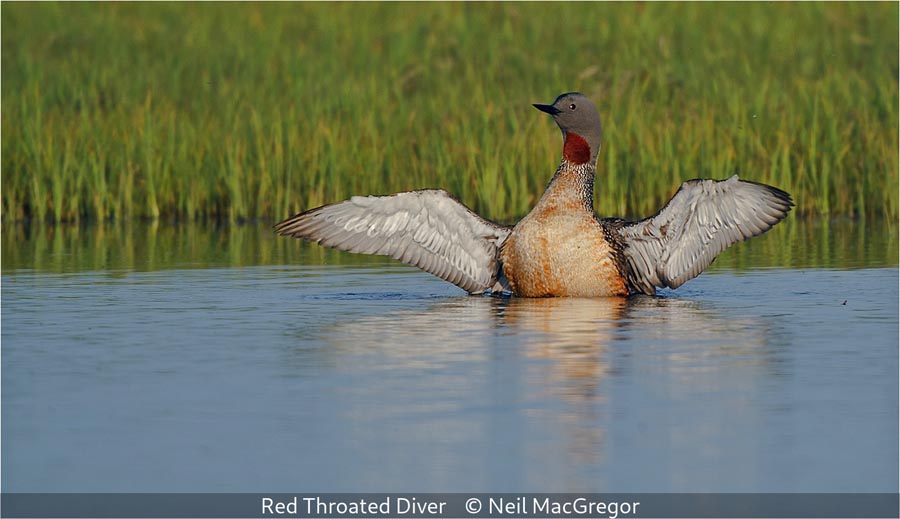 Neil MacGregor_Red Throated Diver