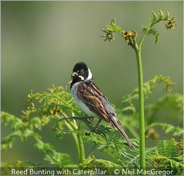 Neil MacGregor_Reed Bunting with Caterpillar