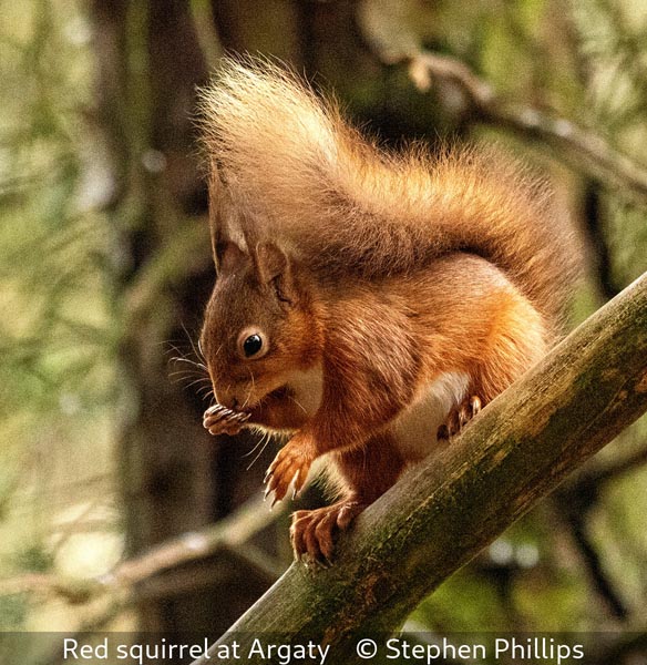 Stephen Phillips_Red squirrel at Argaty