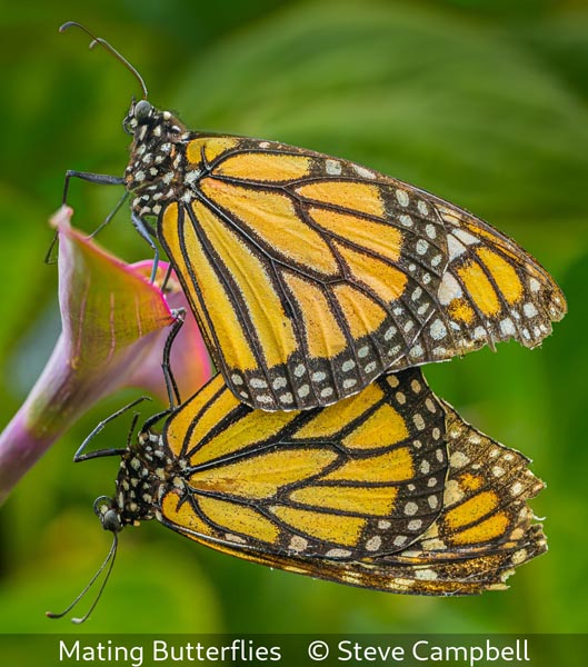 Steve Campbell_Mating Butterflies