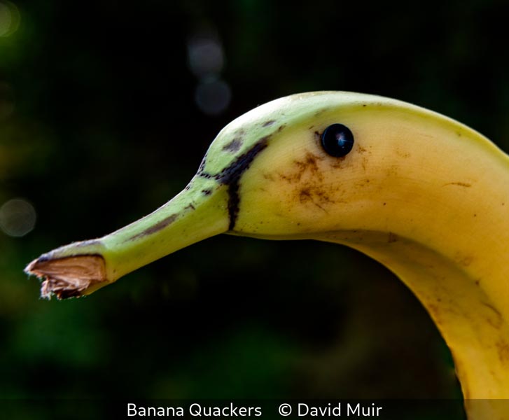 David Muir_Banana Quackers
