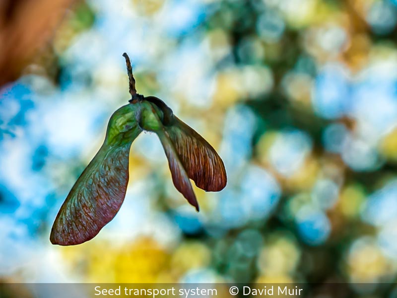 David Muir_Seed transport system