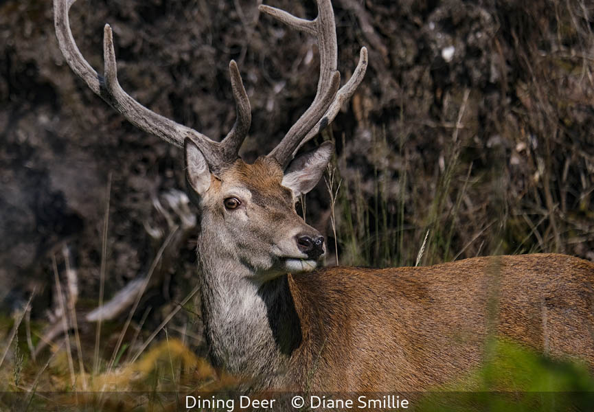 Diane Smillie_Dining Deer