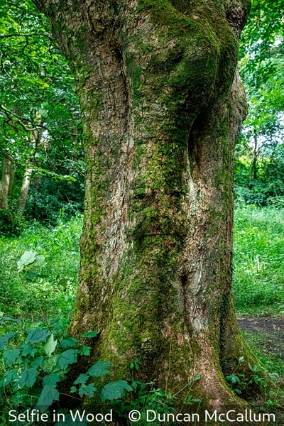 Duncan McCallum_Selfie in Wood