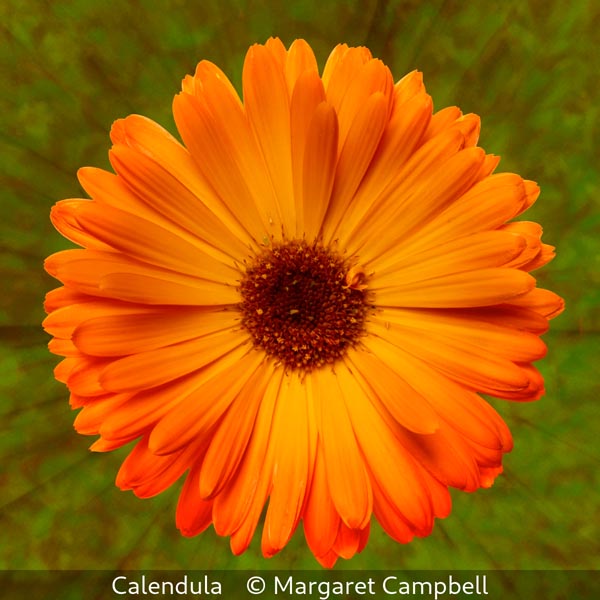 Margaret Campbell_Calendula