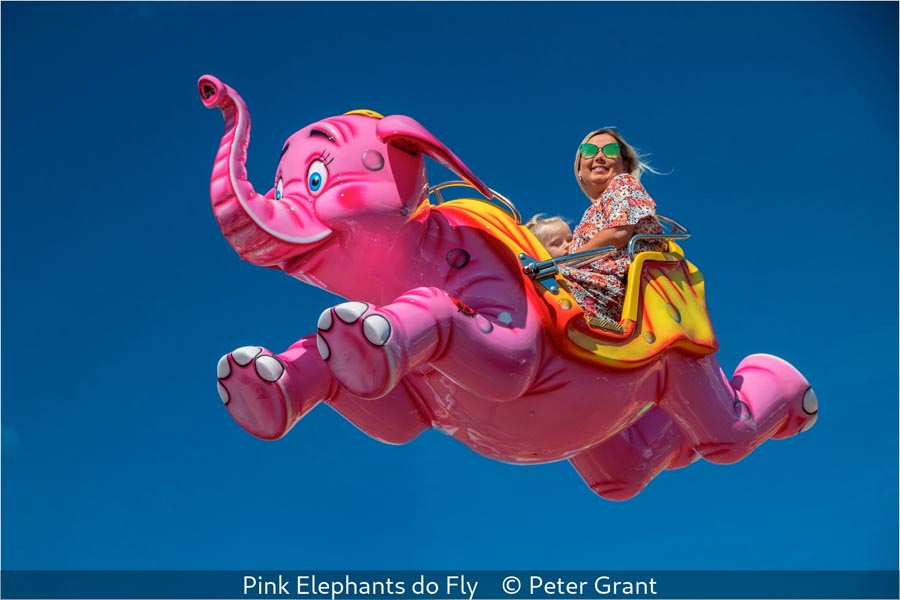 Peter Grant_Pink Elephants do Fly