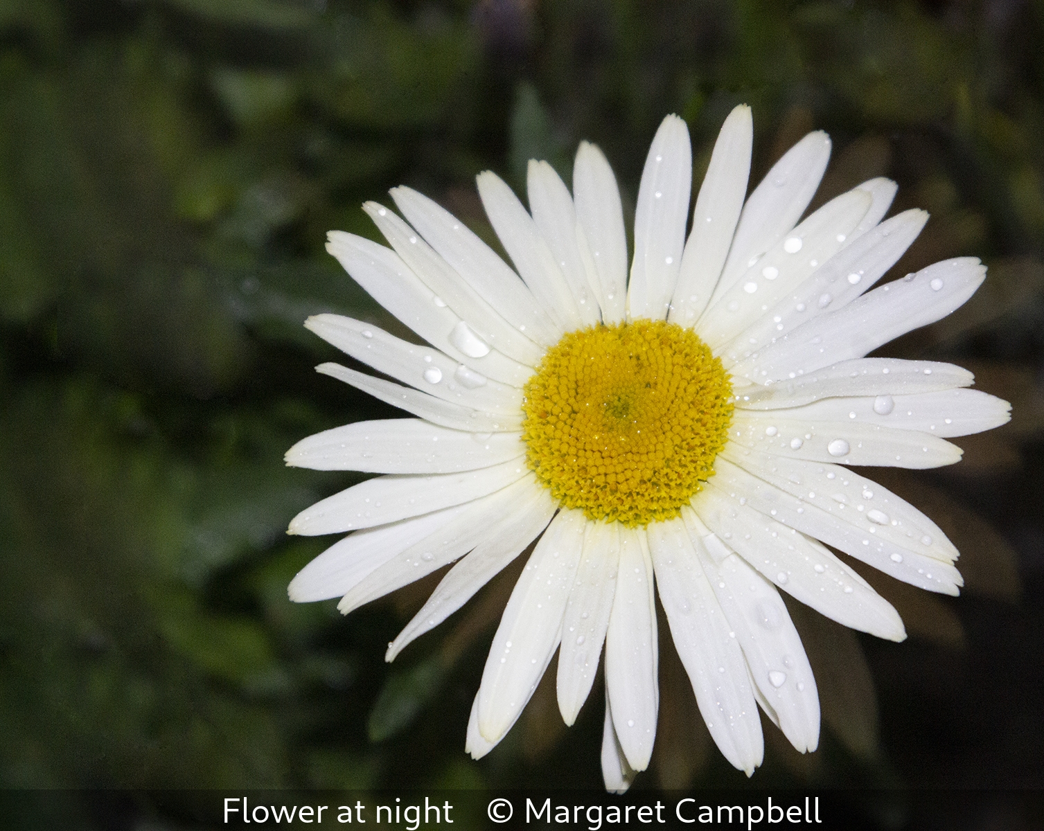 Margaret Campbell_Flower at night