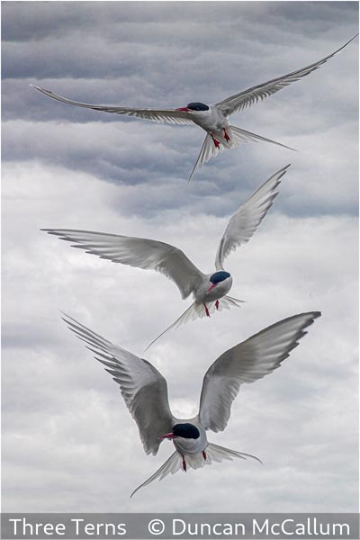 Duncan McCallum_Three Terns