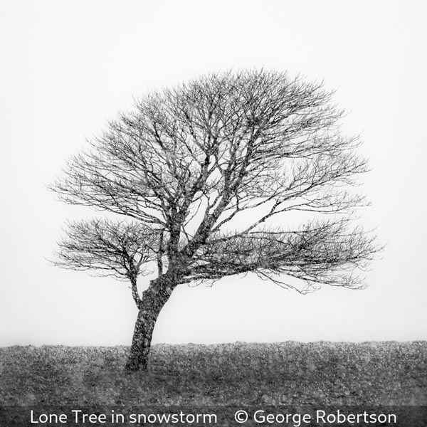 George Robertson_Lone Tree in snowstorm