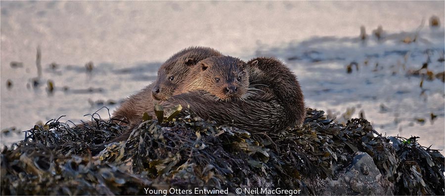 Neil MacGregor_Young Otters Entwined