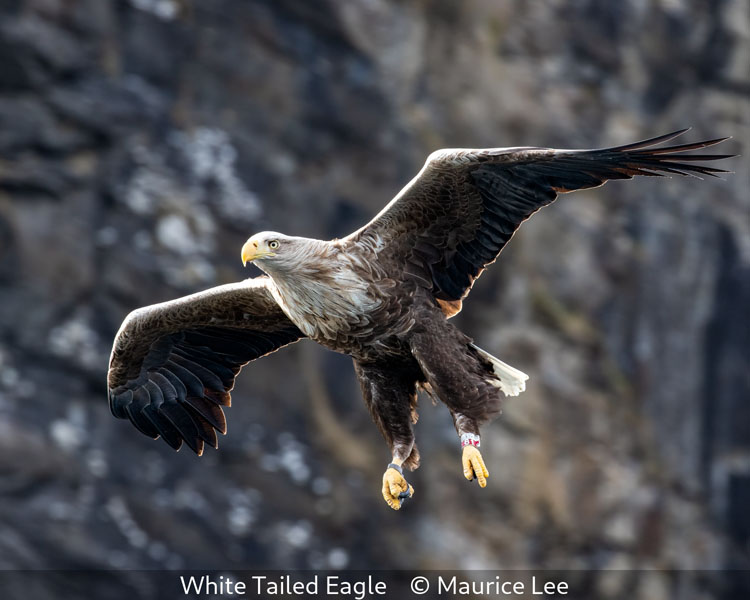 06 Maurice Lee_White Tailed Eagle