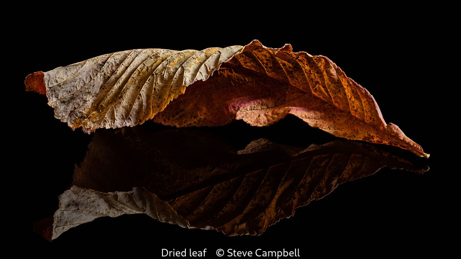 08 Steve Campbell_Dried leaf