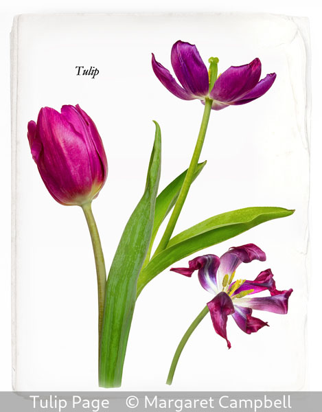 09 Margaret Campbell_Tulip Page