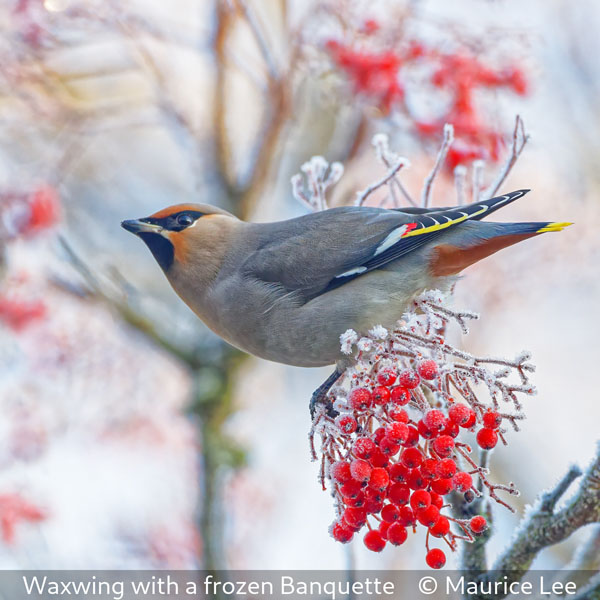 16 Maurice Lee_Waxwing with a frozen Banquette
