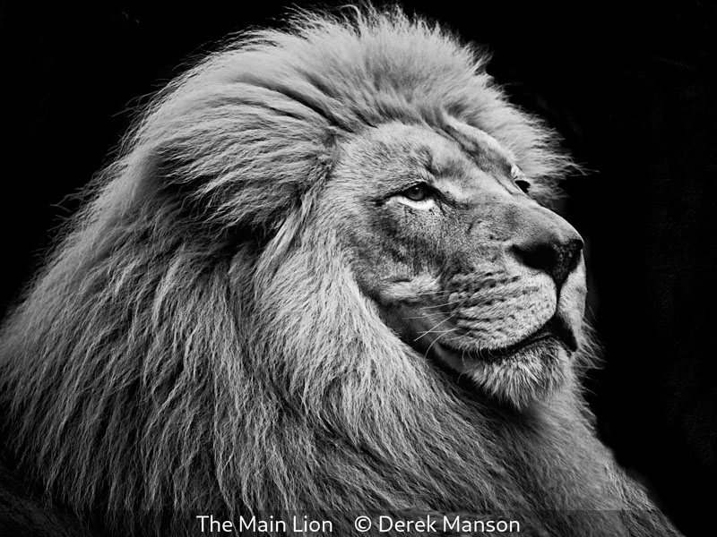 Derek Manson_The Main Lion